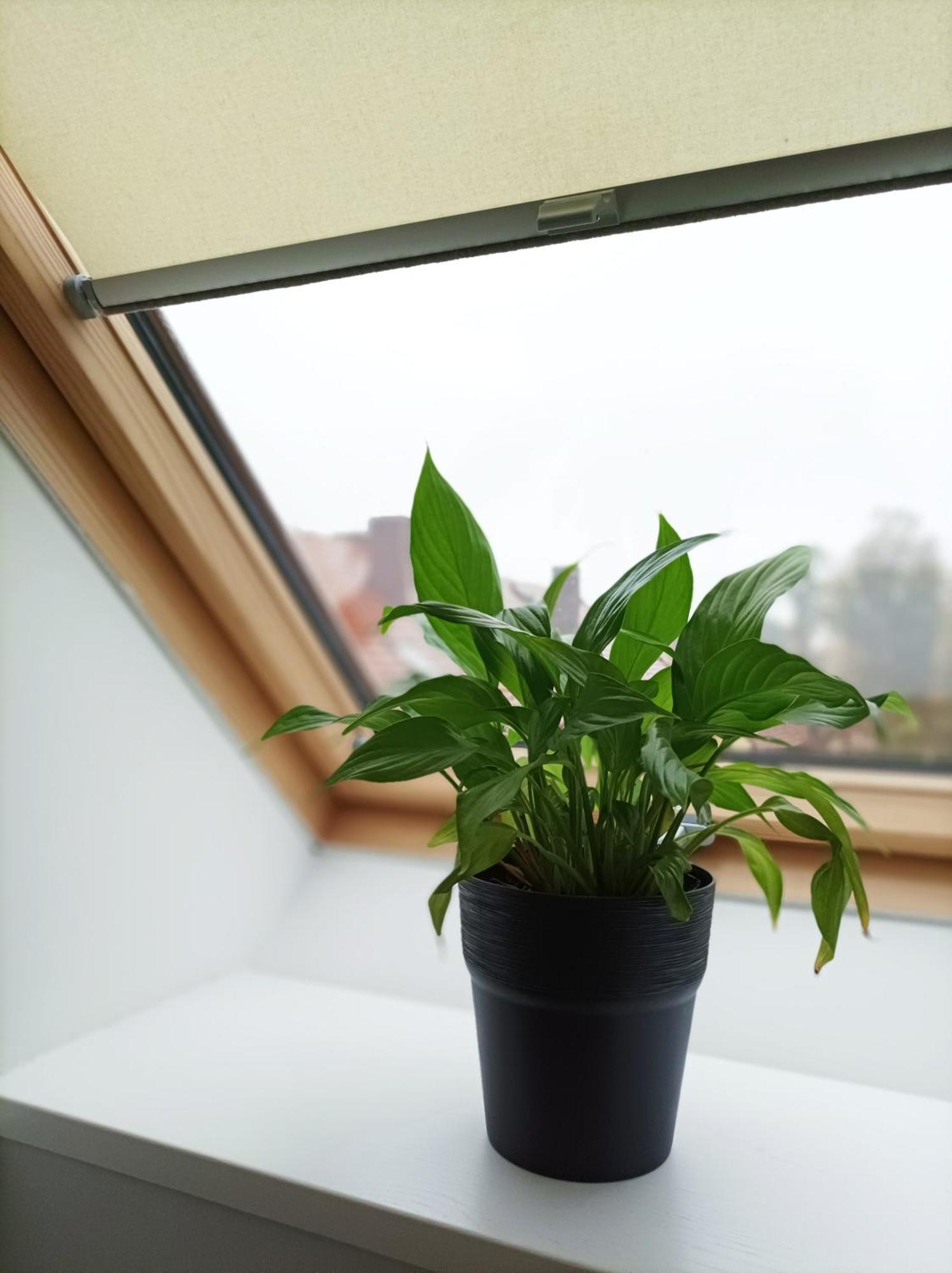 Pokoje Pod Palacem Koszecin Zimmer foto